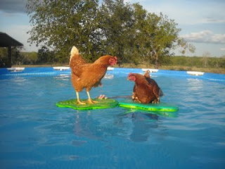 Chicken arm swim drill