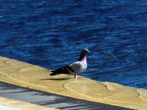 Jump in on "pigeon"